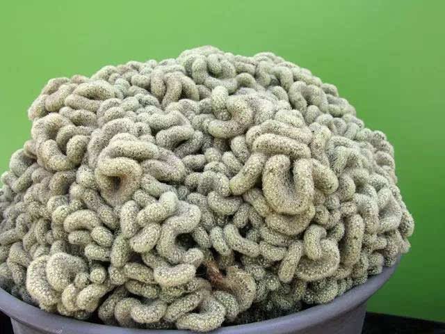 十大最恶心多肉植物，另类“重口味”多肉来袭！