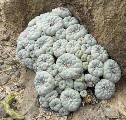十大最恶心多肉植物，另类“重口味”多肉来袭！