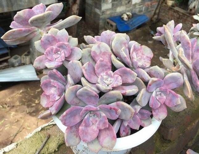 十大最恶心多肉植物，另类“重口味”多肉来袭！