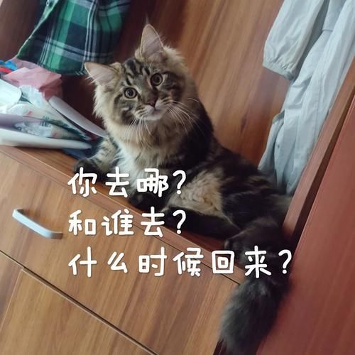 单飞是啥意思？和你想的一样吗？进来看看吧！