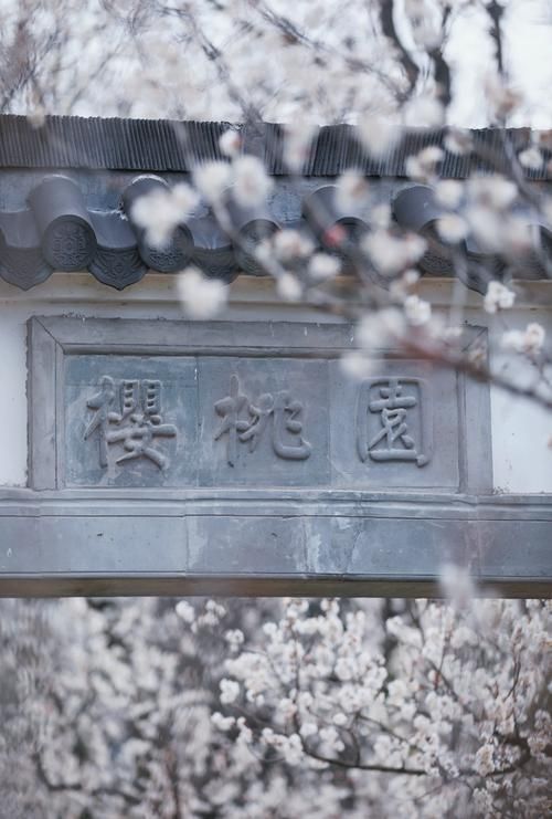 又到一年赏花季，春天对樱桃树做了什么好事？