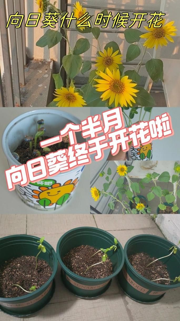 向日葵妈妈怎么赚钱？宝妈经验分享给你！