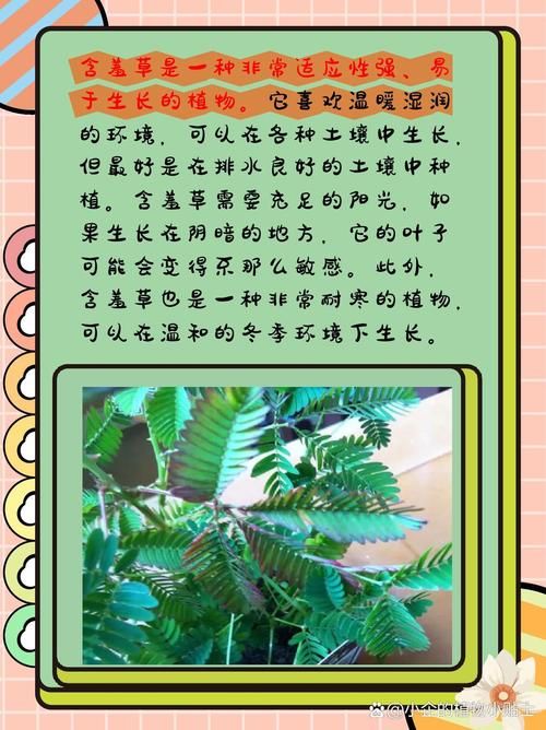 含羞苞怎么进化？这几个方法让你快速了解！