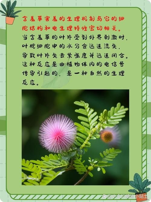 含羞苞怎么进化？这几个方法让你快速了解！