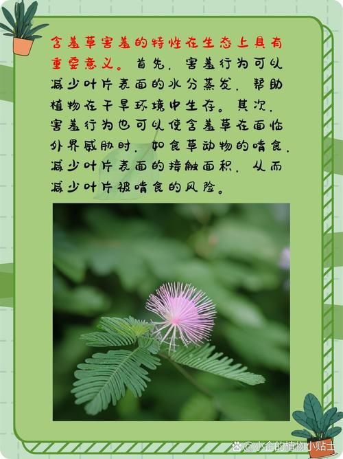 含羞苞怎么进化？这几个方法让你快速了解！