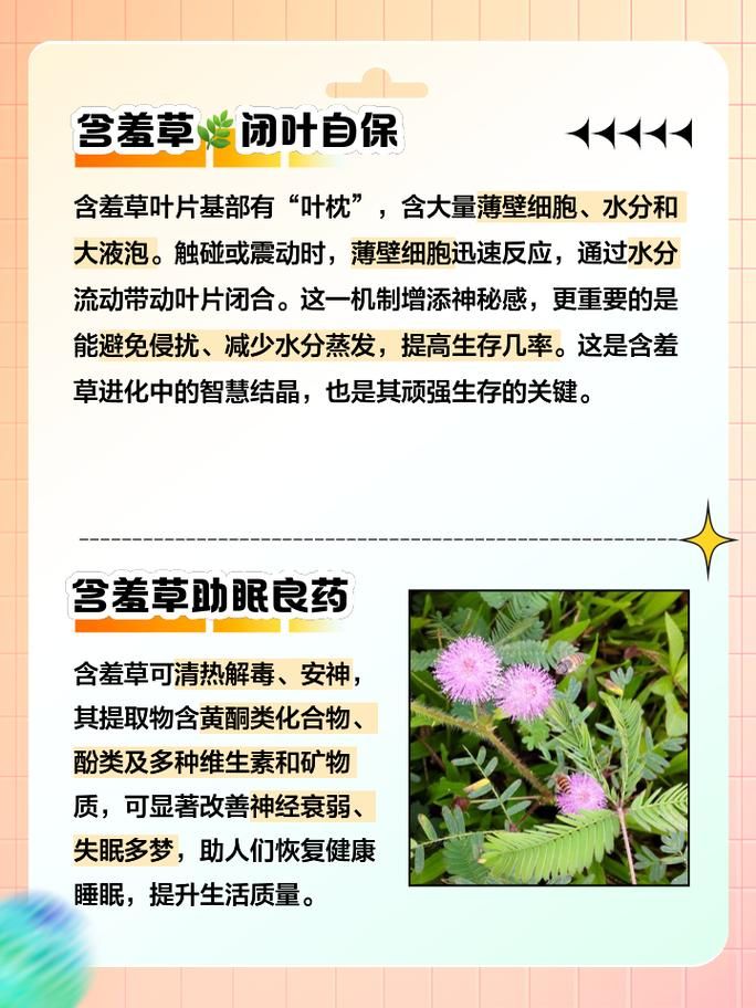 含羞草网页是什么？看完这篇你就明白了！