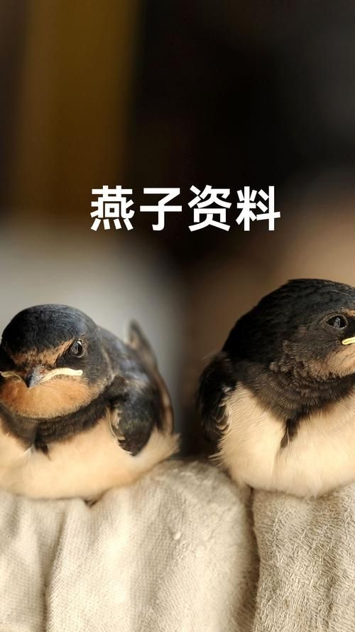 听说过皮燕子吗？其实它是指人体的这个部位！
