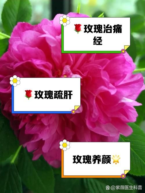 哪朵玫瑰没有荆棘？真的是这样吗？进来聊聊！