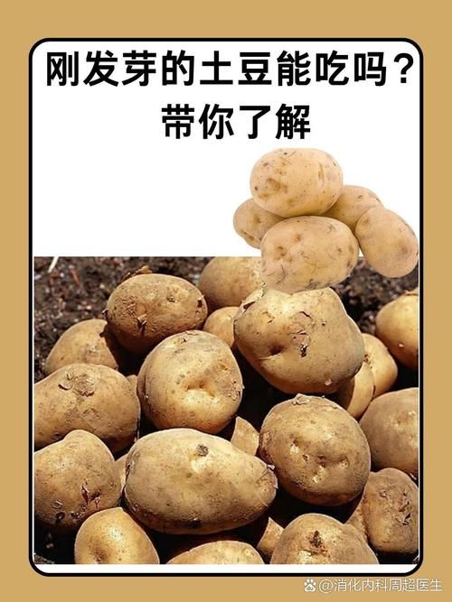 土豆是什么时候传入中国的？这篇文章告诉你答案！
