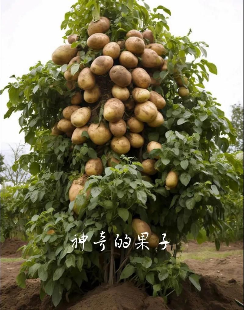 土豆是什么时候传入中国的？这篇文章告诉你答案！