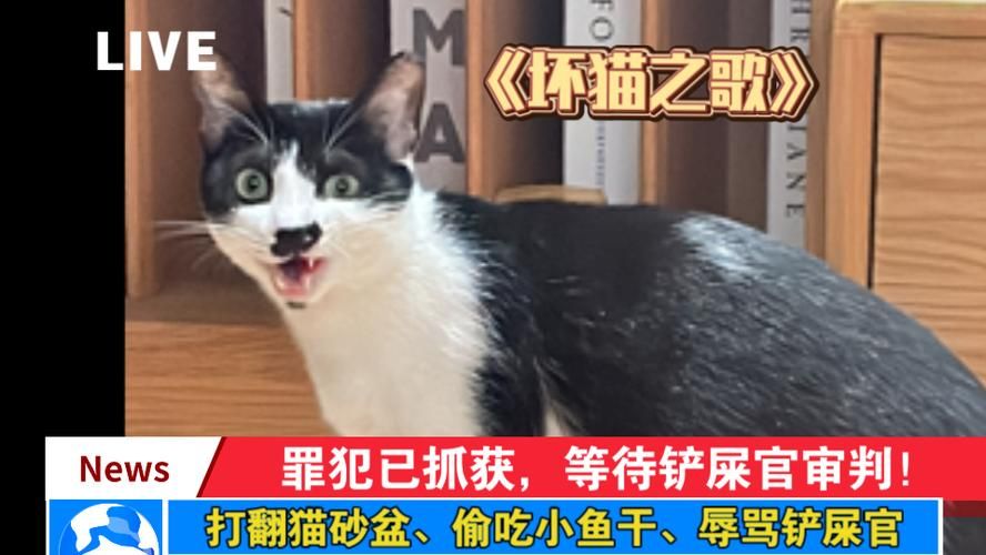 坏坏猫搜索在哪下载？官方渠道安全又放心！