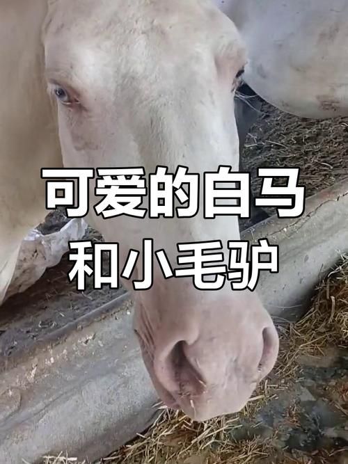 大白马配小毛驴啥意思？看完这篇文章就明白了！