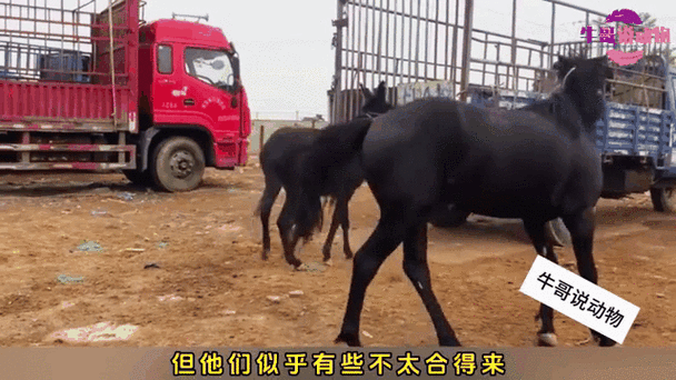 大白马配小毛驴啥意思？看完这篇文章就明白了！