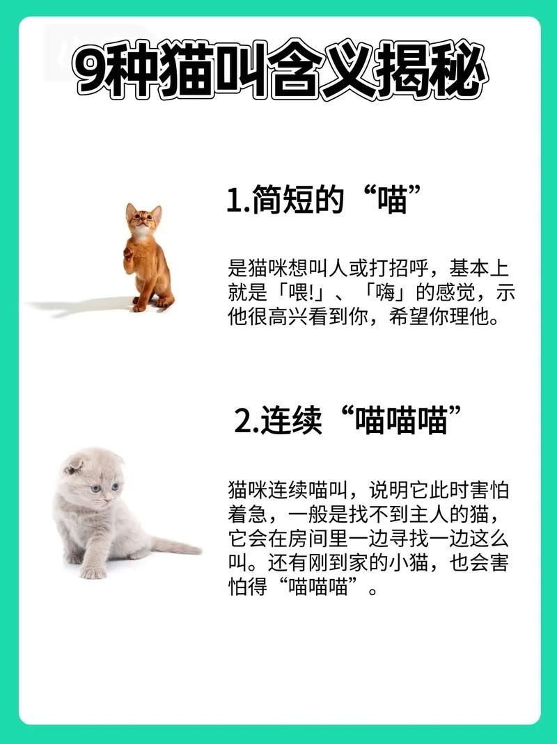 家喵二三事大揭秘！这些猫咪行为你真的懂吗？