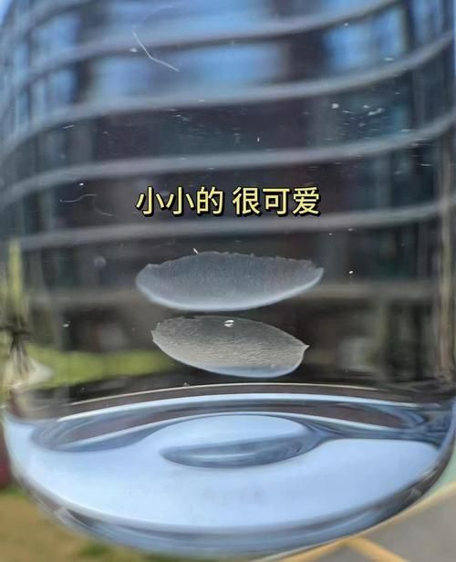 小小解析好用吗？用户评价和真实体验分享！