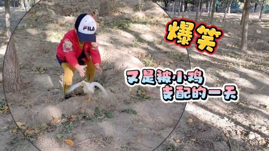 小鸡哪里跑？别担心，教你几招抓鸡小妙招！