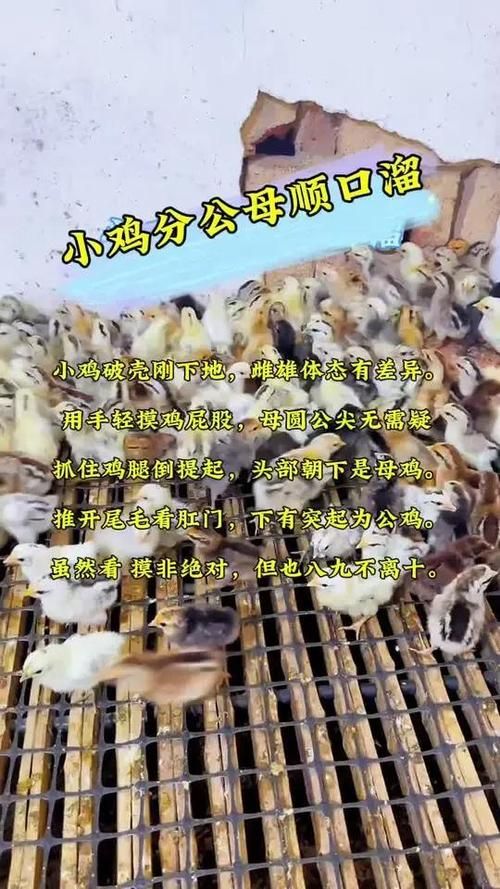 小鸡庄园今日答案更新了吗？最新答案看这里！