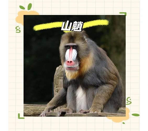 山魈怎么读你知道吗？超详细的读音解析来了！