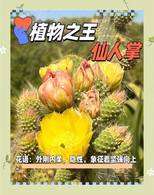 平民玩家福音！四阶仙人掌获取方法大公开！