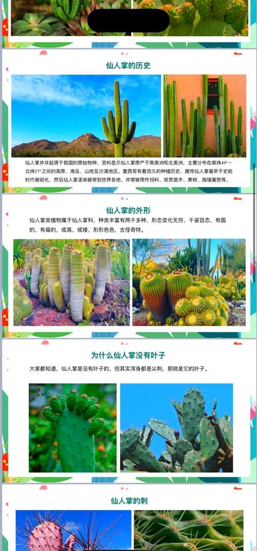 平民玩家福音！四阶仙人掌获取方法大公开！