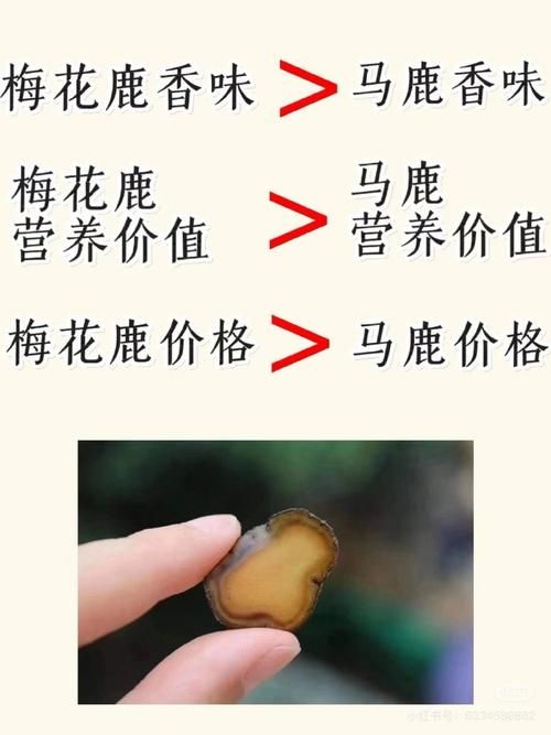 烟雨江湖鹿茸购买方法及位置详解，快速提升属性