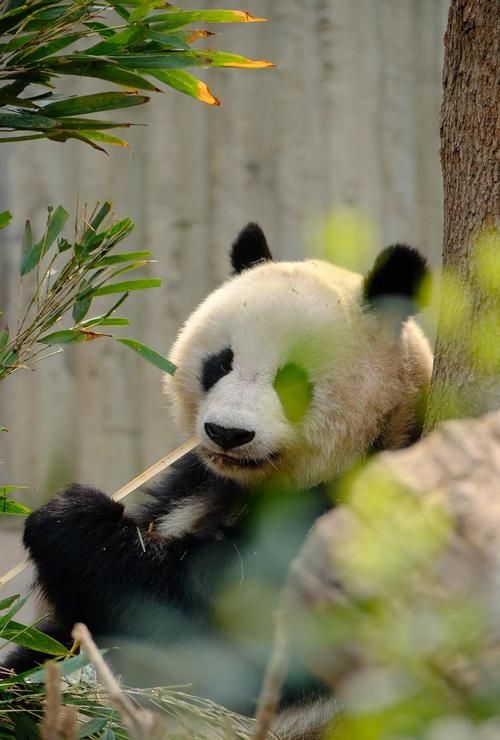 熊猫在线压缩：在线图片压缩神器推荐！