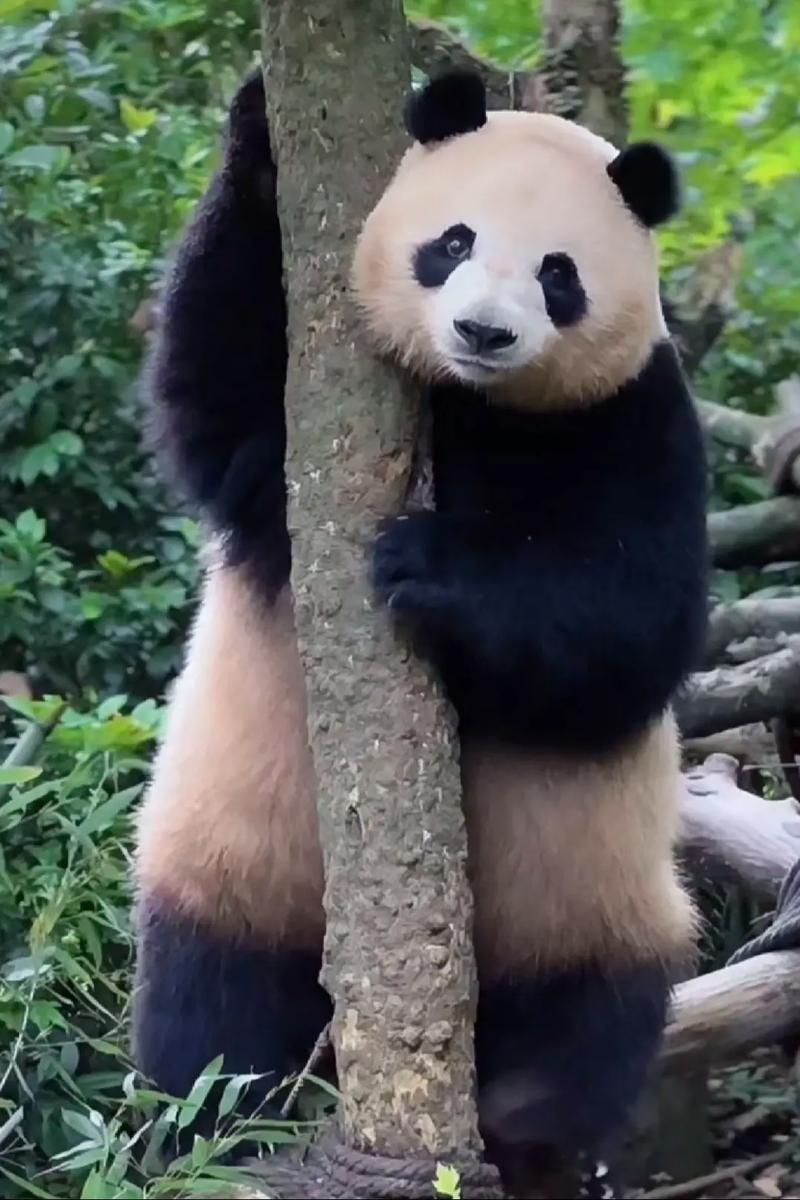 熊猫超人：超能力熊猫的奇幻旅程！