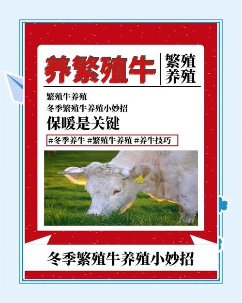 牛的繁殖技术详解：提高牛群繁殖率的实用技巧