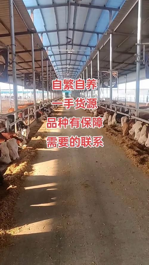 牛的繁殖技术详解：提高牛群繁殖率的实用技巧