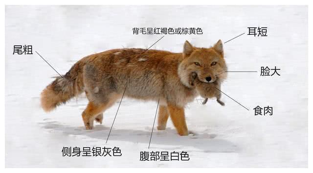 狐狸笨笨笨：从网红到道歉，她经历了什么？