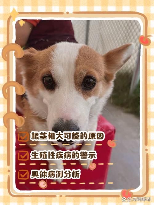 狗茎进入人体图的真相：避免误解与陷阱
