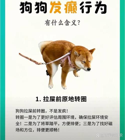 狗茎进入人体图的真相：避免误解与陷阱