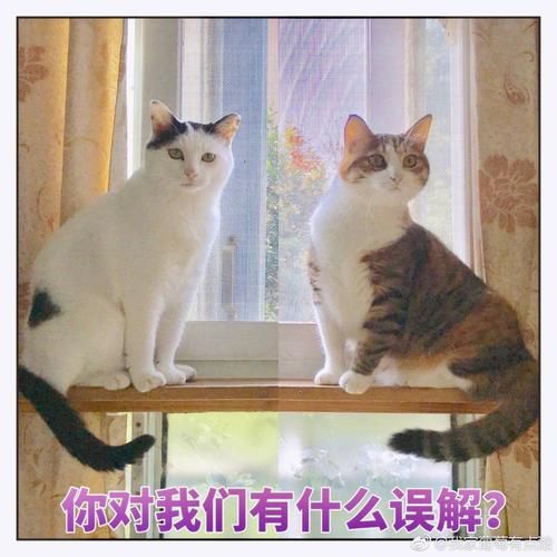 狗茎进入人体图的真相：避免误解与陷阱