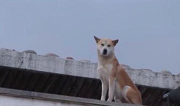 狗茎进入人体图的真相：避免误解与陷阱