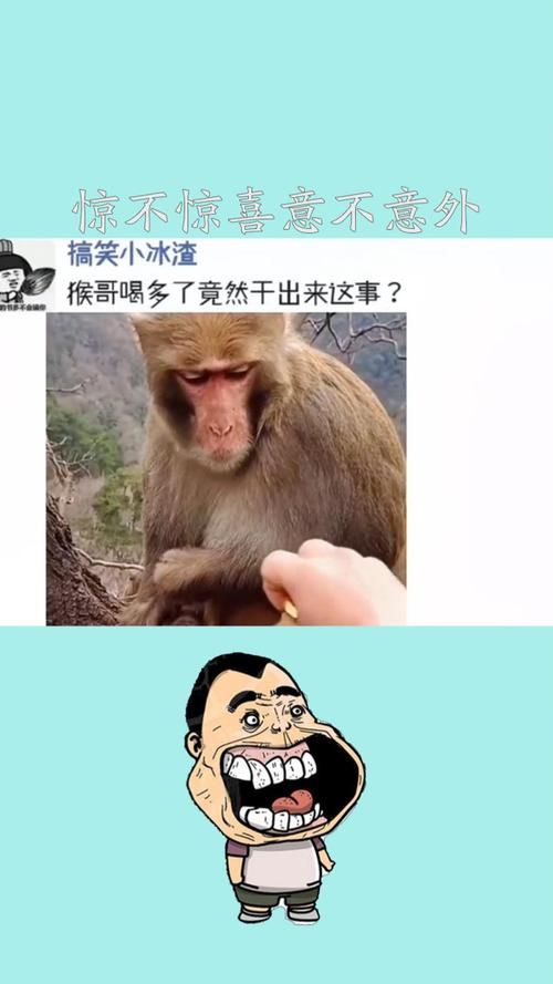 独家揭秘：狗哥直播意外停播的真正原因！