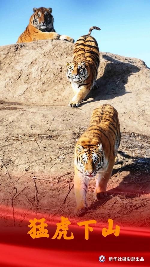 猛虎报资料：正版资源，安全可靠，值得信赖