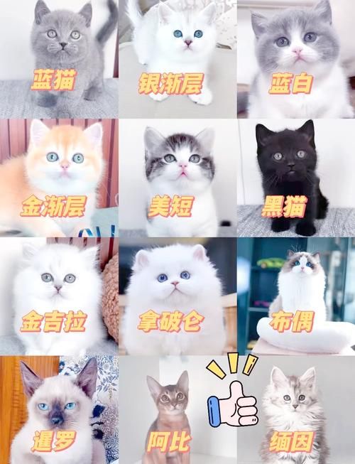 猫交易平台官网：宠物猫交易的最佳选择
