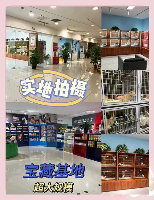 猫交易平台官网：宠物猫交易的最佳选择