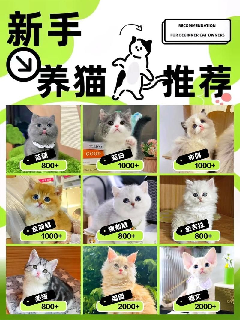 猫交易平台官网：宠物猫交易的最佳选择