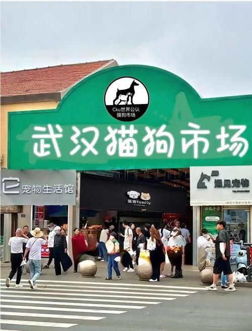 猫交易平台官网：宠物猫交易的最佳选择