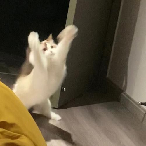 猫会抓蚊子吗？猫咪抓蚊子的秘密大揭秘