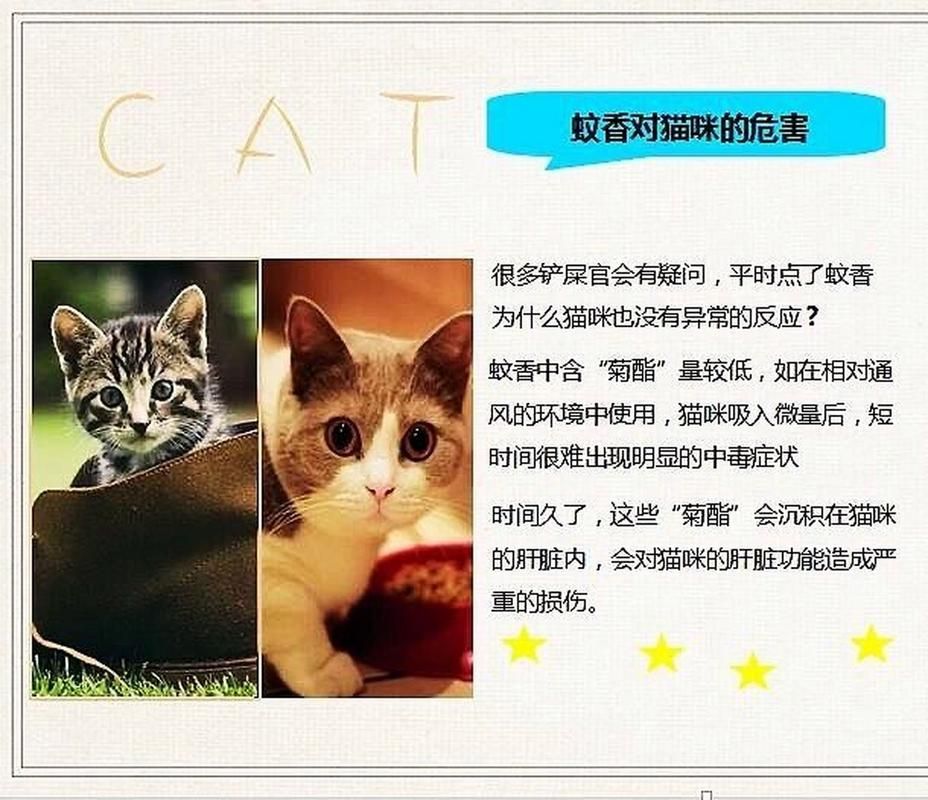 猫会抓蚊子吗？猫咪抓蚊子的秘密大揭秘