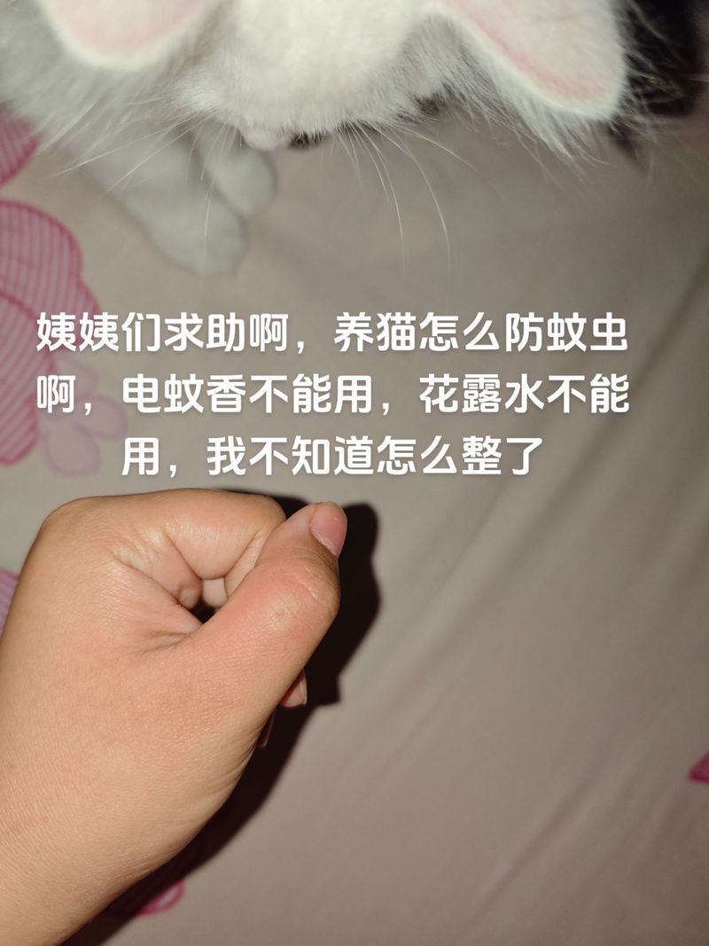 猫会抓蚊子吗？猫咪抓蚊子的秘密大揭秘