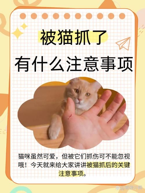 猫会抓蚊子吗？猫咪抓蚊子的秘密大揭秘