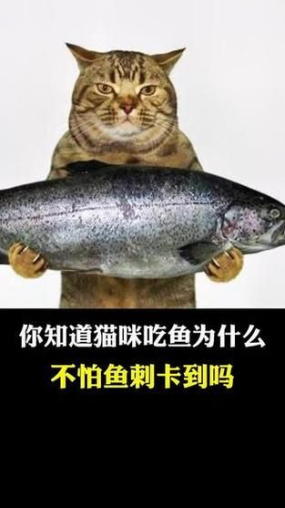 猫咪吃鱼，鱼刺去哪了？秘密都在猫舌头上！