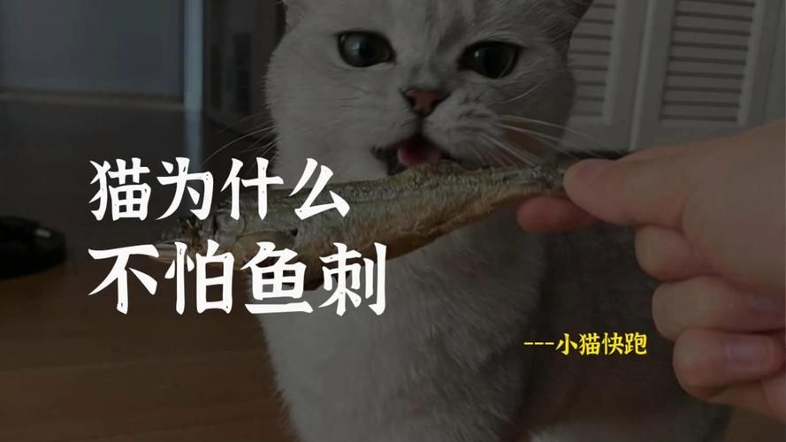 猫咪吃鱼，鱼刺去哪了？秘密都在猫舌头上！