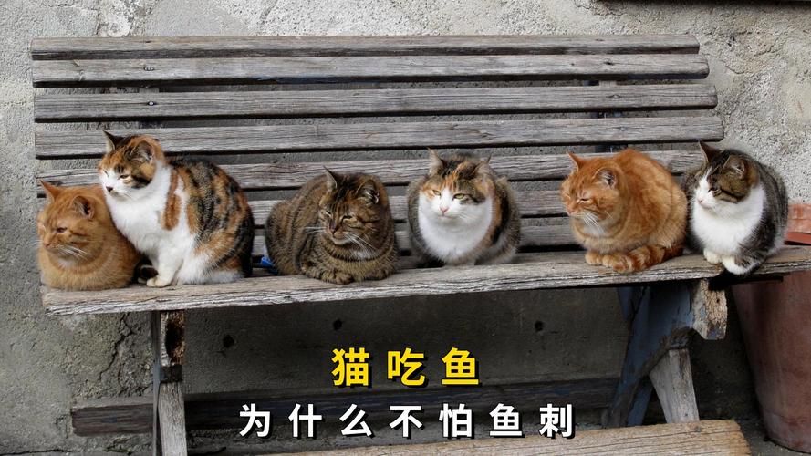 猫咪吃鱼，鱼刺去哪了？秘密都在猫舌头上！