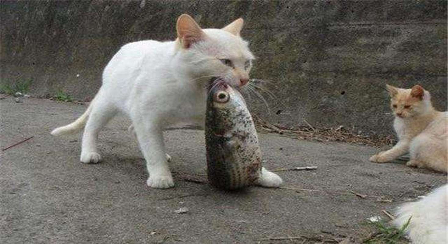 猫咪吃鱼，鱼刺去哪了？秘密都在猫舌头上！