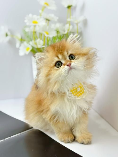 猫咪在线播放：治愈系猫咪视频免费观看