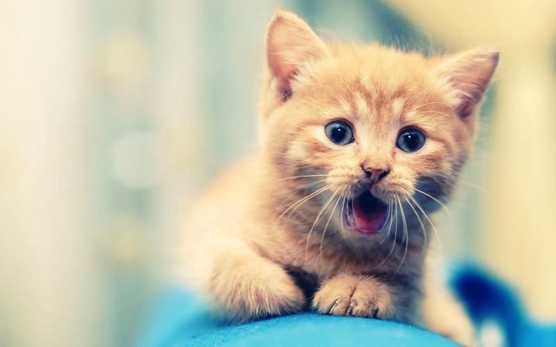 猫咪在线播放：治愈系猫咪视频免费观看